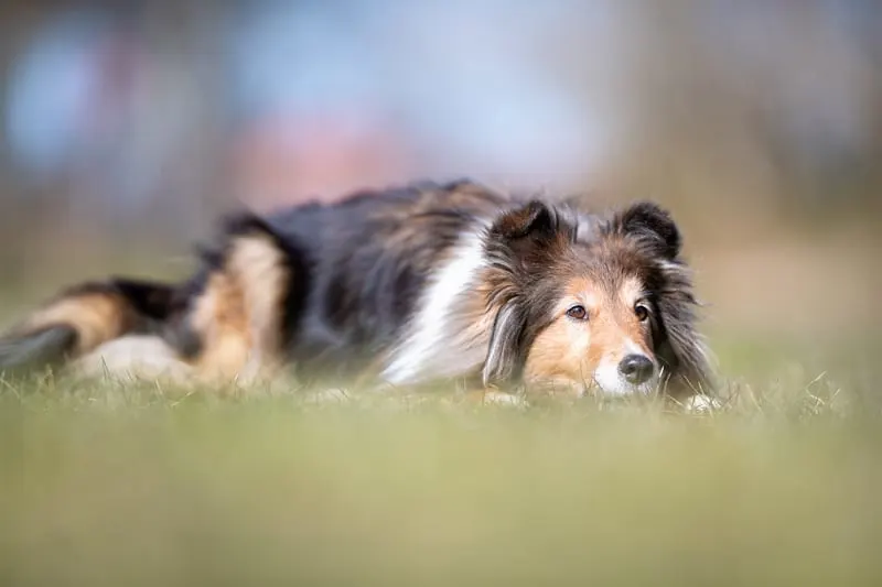 Allergic Dermatitis in Dogs - Causes & Treatments