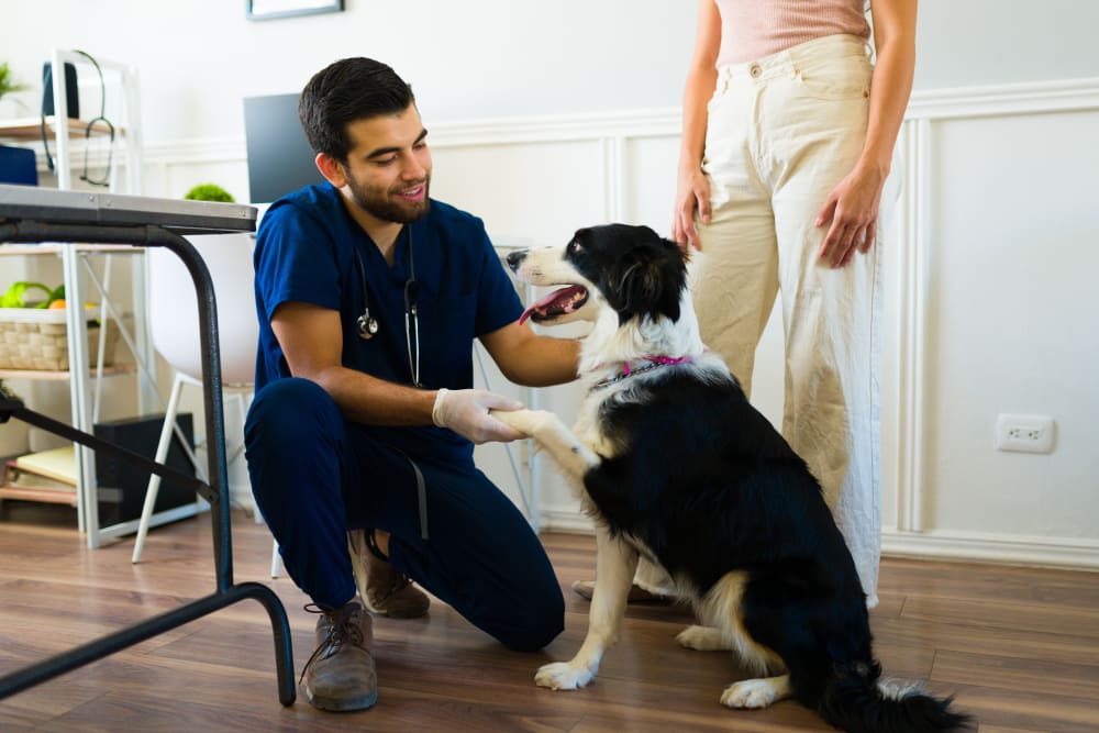 What to Expect When You Attend a Wellness Exam for Your Pet