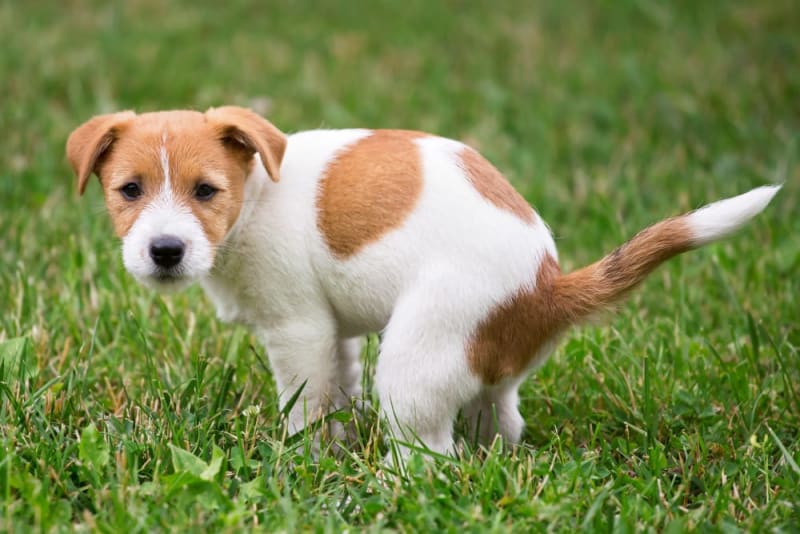 Diarrhea in Dogs: Causes & Treatment