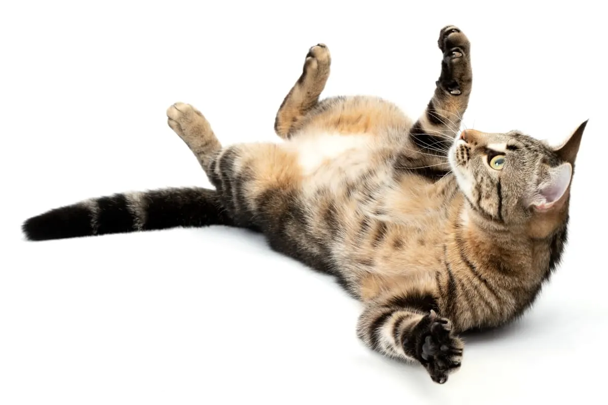 Is my cat sick? How can I tell? Is my cat sick? How can I tell?