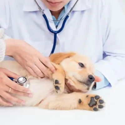 What is an AAHA Accredited Animal Hospital?