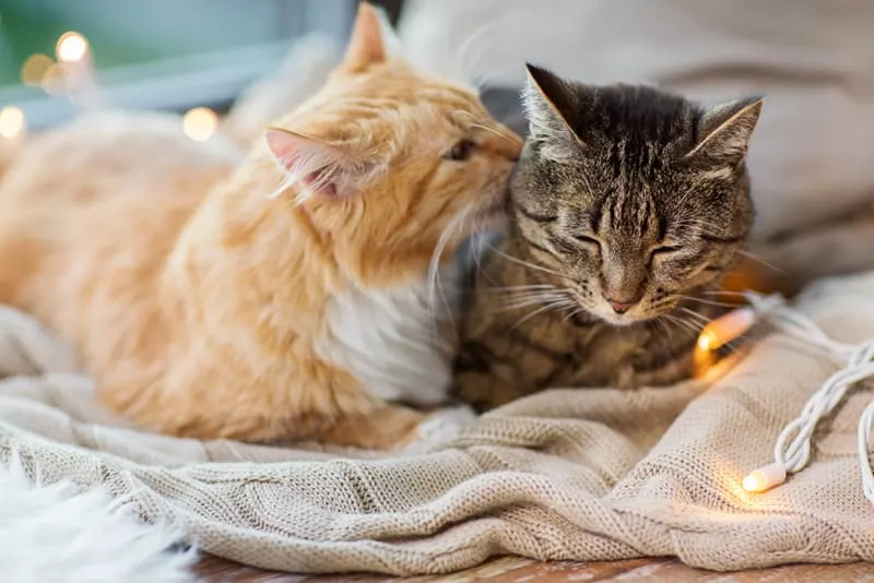 Is my cat lonely? Do they need a friend?