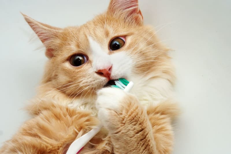 Dental Health In Cats: What Every Pet Owner Should Know Dental Health In Cats: What Every Pet Owner Should Know