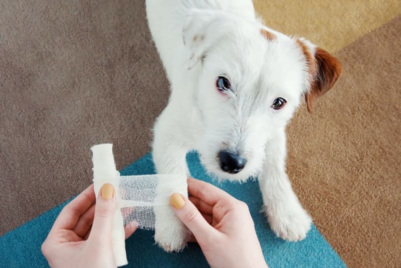 Dog Wound Care: Complete Guide
