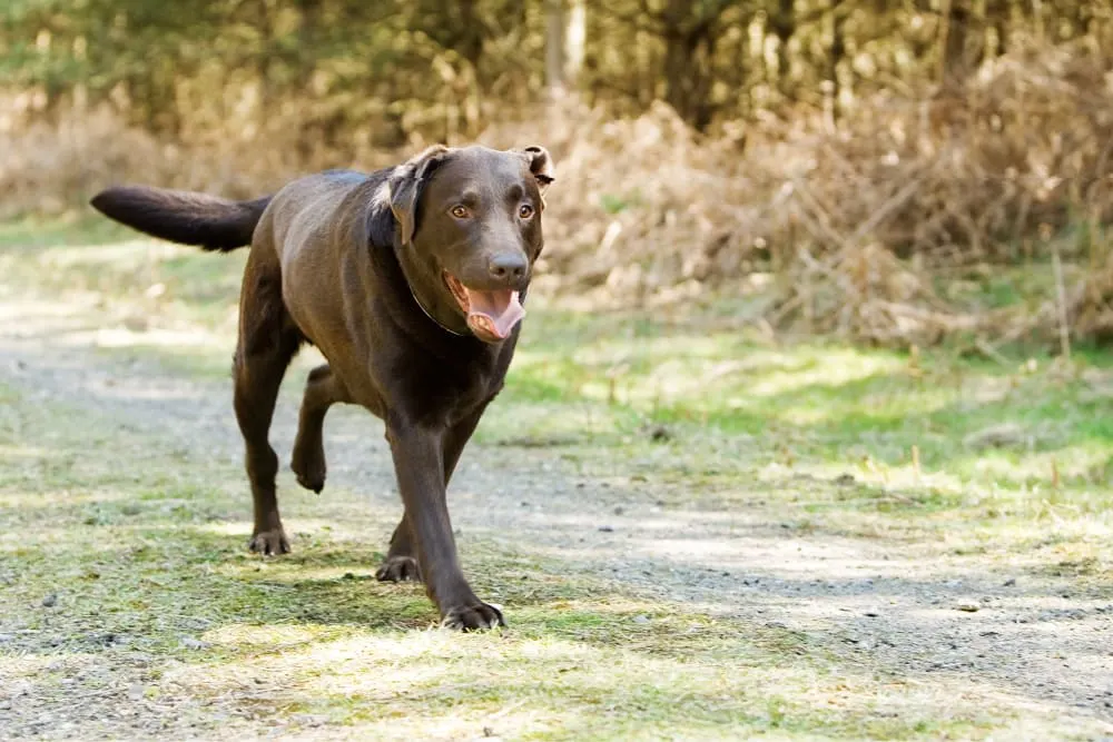 Vaccine Reactions in Dogs Vaccine Reactions in Dogs