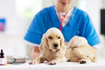 Puppy Vaccination Schedule