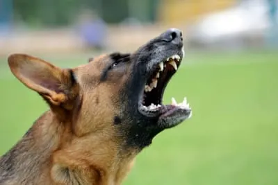 Rabies in Dogs