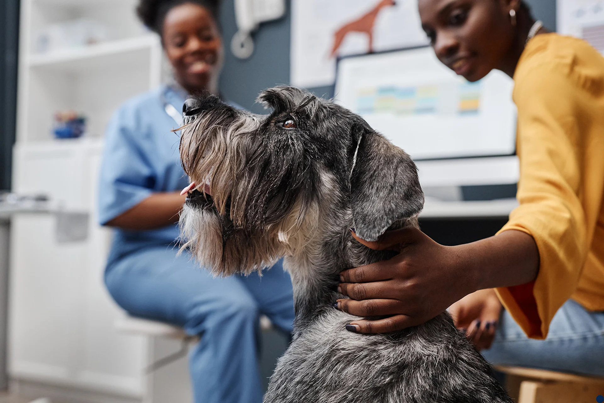 pet vet and pet owner