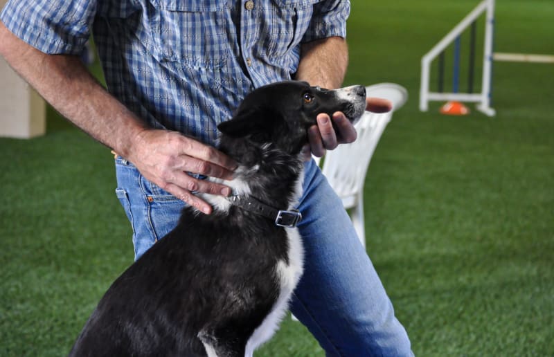 Benefits of Chiropractic Care For Pets