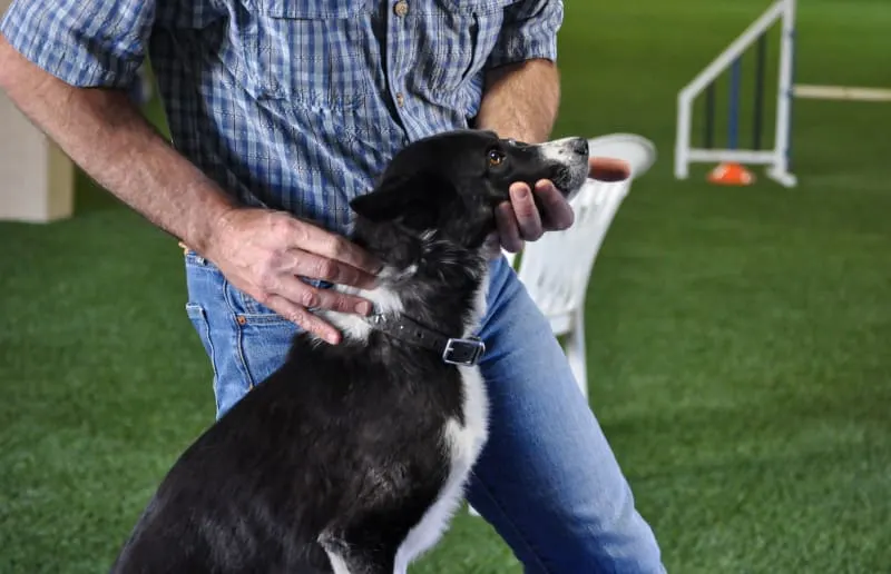 Benefits of Chiropractic Care For Pets