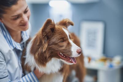 Hookworm in Dogs: Signs, Treatment & Prevention