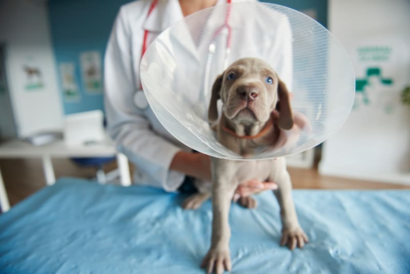 Getting Your Dog Fixed: What To Know Getting Your Dog Fixed: What To Know