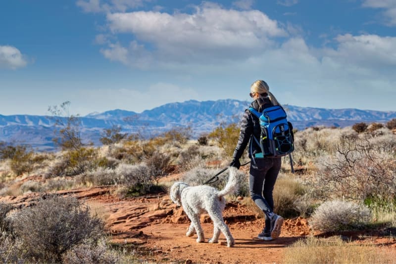 How to Prevent Valley Fever in Dogs