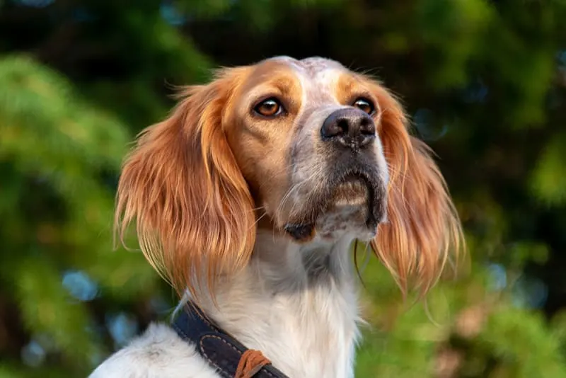 Testicular Cancer in Dogs