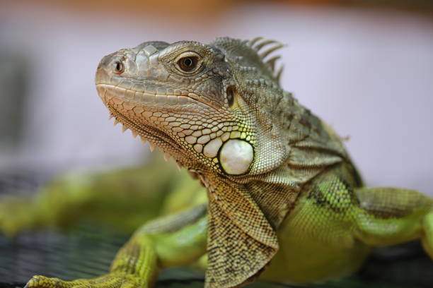 Iguana