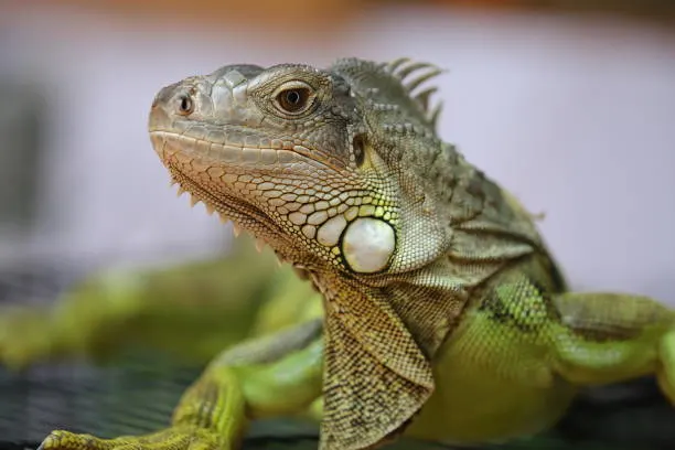 A close-up of a Green Iguana, highlighting its intricate scales, spiny dorsal crest, and large subtympanic shield on its cheek.


