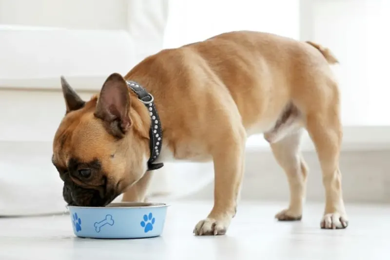 Your Dog's Diet & Nutrition: How It Affects Skin Health Your Dog's Diet & Nutrition: How It Affects Skin Health