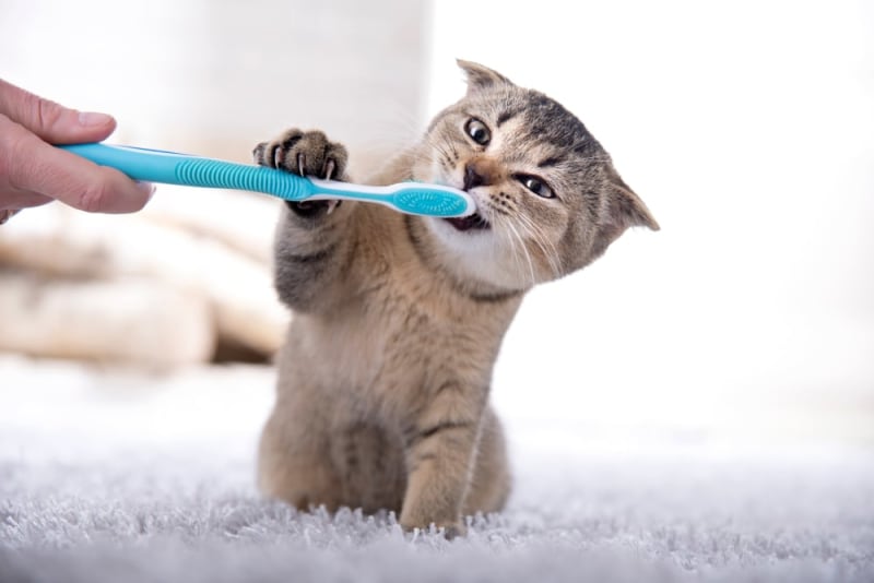 Veterinary Dental Services: How To Care For Cat's Teeth