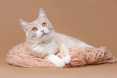 Signs of Pain in Cats & What to Do