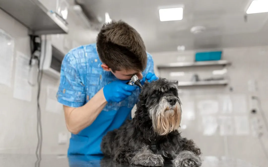 Veterinary professional using an otoscope to examine the ear canal of a salt-and-pepper Miniature Schnauzer in a clinical setting.