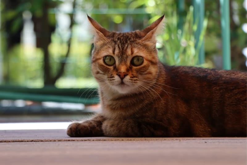 What are the signs & symptoms of end stage kidney failure in elderly cats?