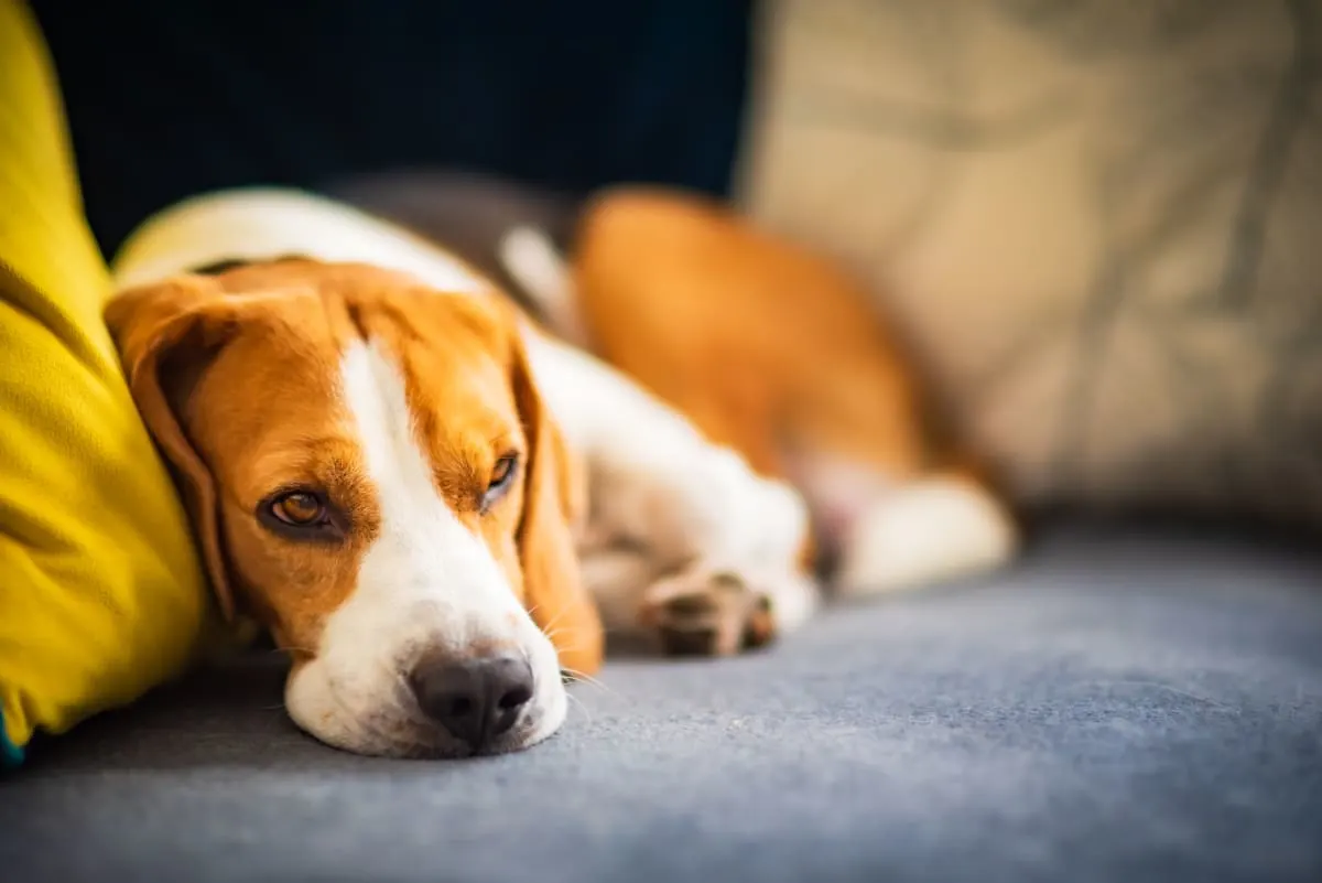 Preventing Heartworm Disease in Pets Preventing Heartworm Disease in Pets