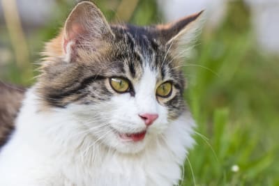 Labored Breathing in Cats & Dogs Labored Breathing in Cats & Dogs