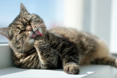 When is a cat considered senior?