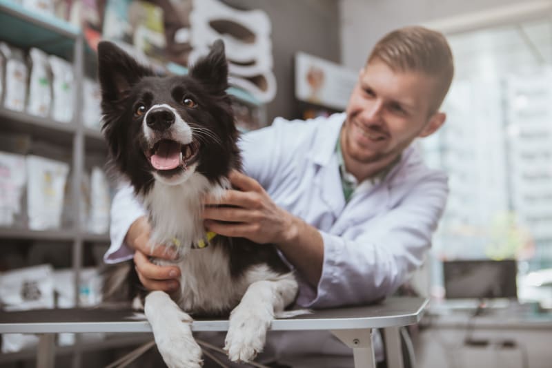 How often do I take my dog to the vet? How often do I take my dog to the vet?