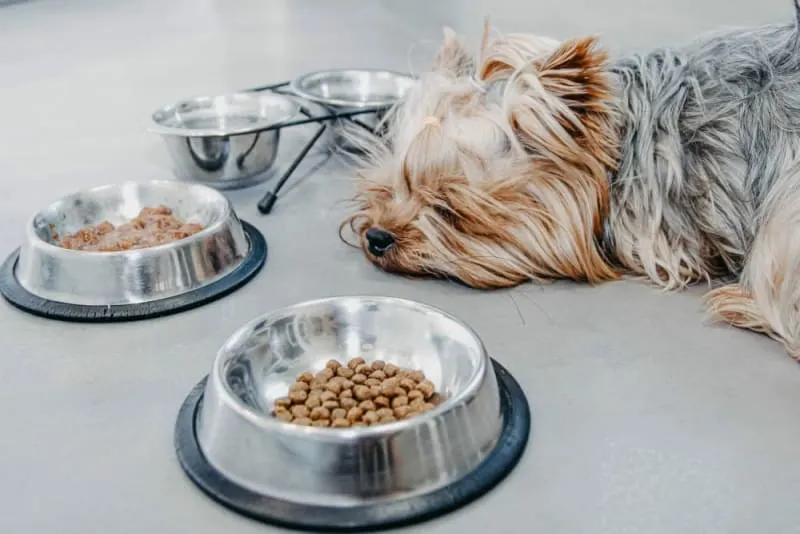 Why Won't My Dog Eat?