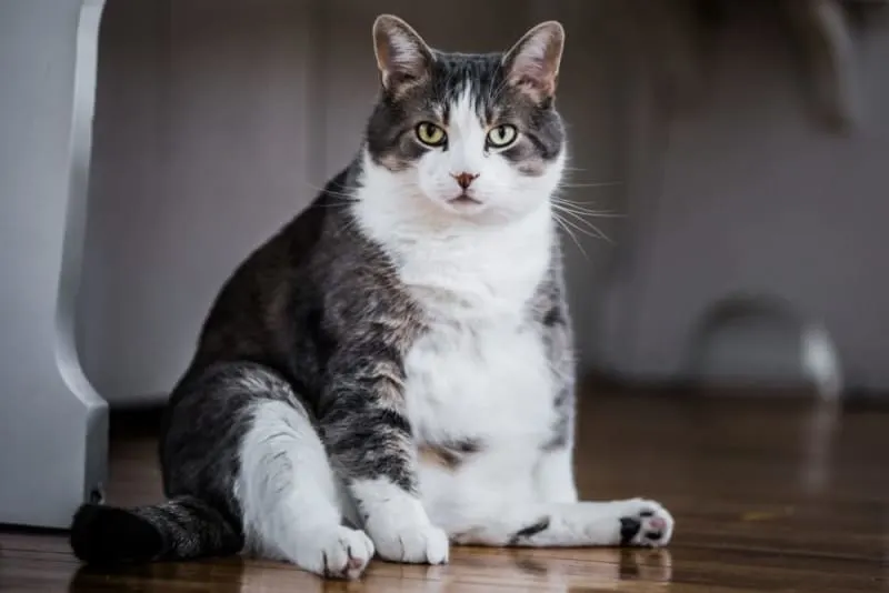 Is Your Cat Overweight? Signs, Symptoms & What to Do
