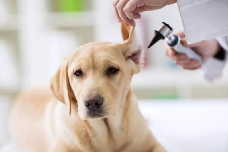 Ear Infection in Dogs Ear Infection in Dogs