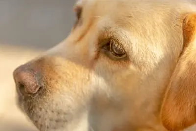 Is Hospice Care Right for You and Your Pet?