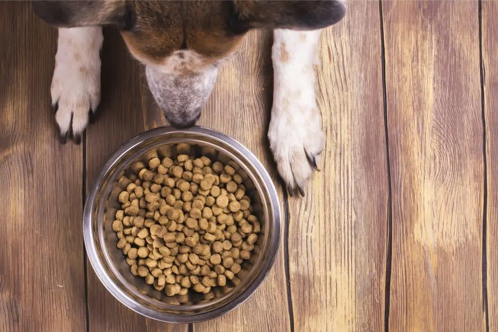 Why is my older dog losing weight? Why is my older dog losing weight?