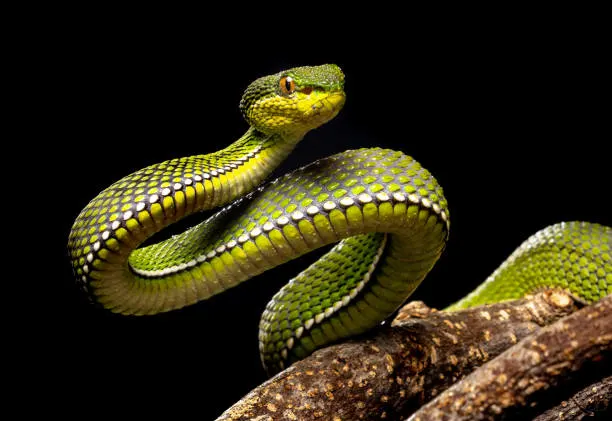 A vibrant green Pit Viper coiled on a branch against a black background.