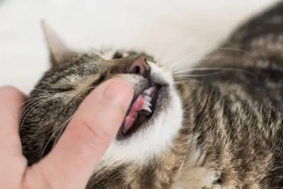 Kitten Teething