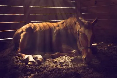 A horse lying down in a stall, illuminated by beams of light filtering through the wooden slats of the barn. A horse lying down in a stall, illuminated by beams of light filtering through the wooden slats of the barn.
