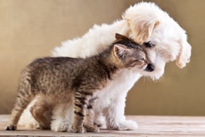 Puppy & Kitten Together: Are They a Good Match?