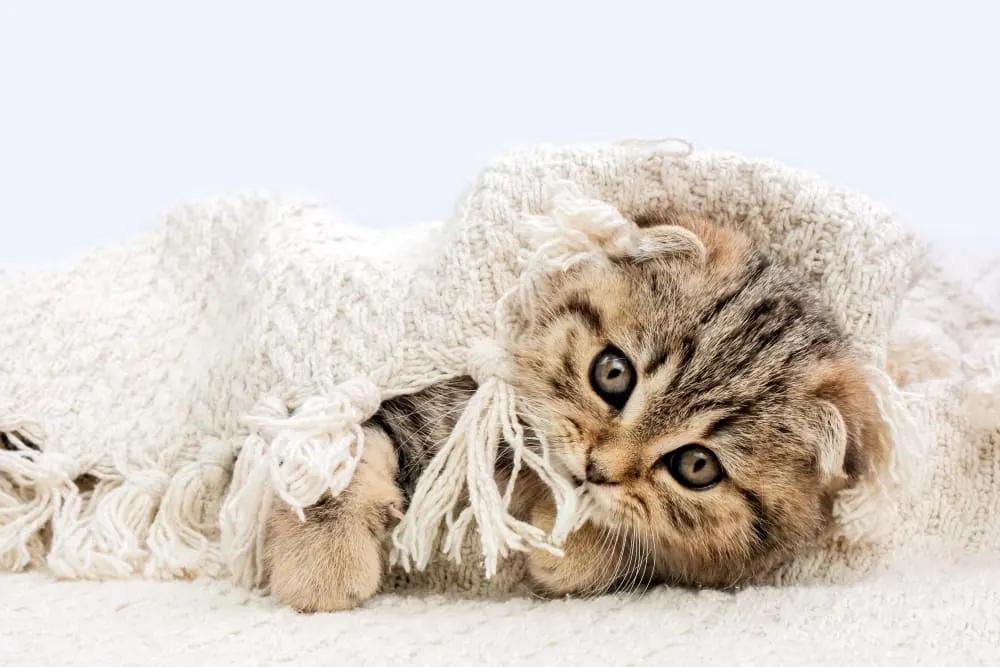 Cat Vaccination Schedule Cat Vaccination Schedule