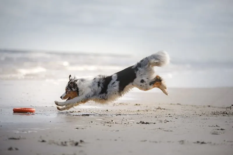 A Comprehensive Guide to Dog Knee Surgery for Cruciate Tears