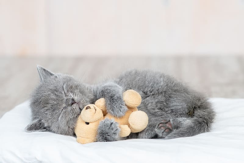 How often do you take a cat to the vet?