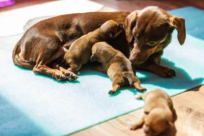 Dachshund dam nursing a litter of neonatal puppies, demonstrating healthy maternal grooming behavior and early lactation support in a controlled whelping environment.