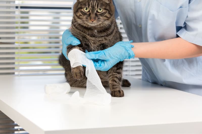 Kitten and Cat Vaccination Schedule