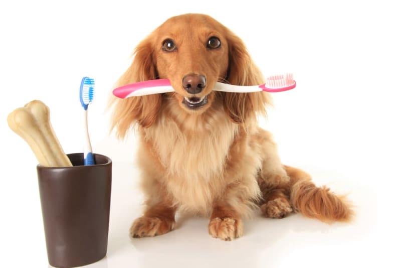 Periodontal Disease in Dogs Periodontal Disease in Dogs