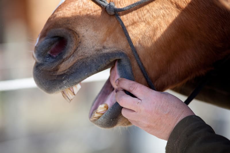 Importance Of Caring For Your Horse's Teeth