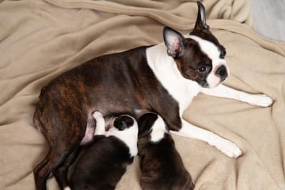 C-Section for Dogs: Everything You Should Know