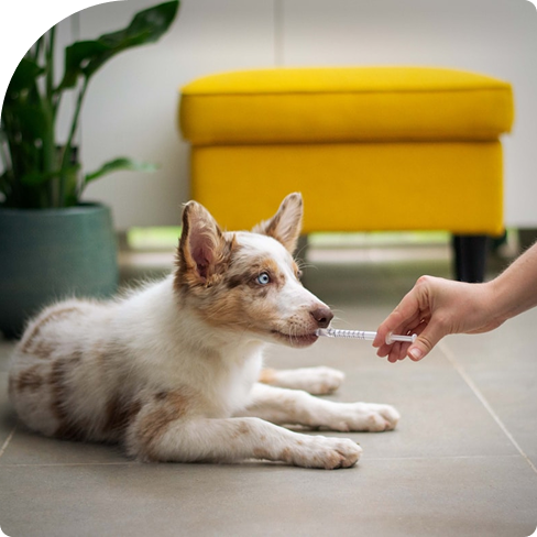 Petvet - Dog getting vaccinated