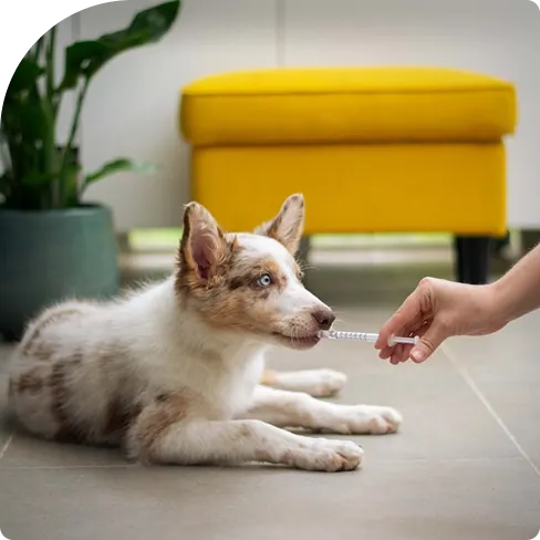A merle Australian Shepherd puppy being administered liquid medication via an oral syringe.