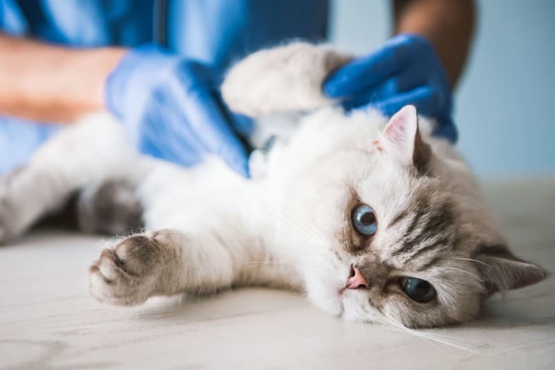 Cat Hernias: Causes, Symptoms, & Treatment Cat Hernias: Causes, Symptoms, & Treatment