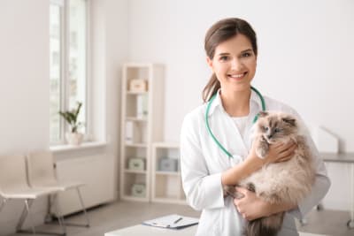 When To Bring Your Cat To The Vet